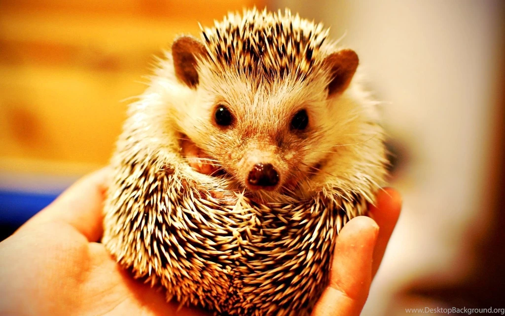 Baby Hedgehog Wallpaper.