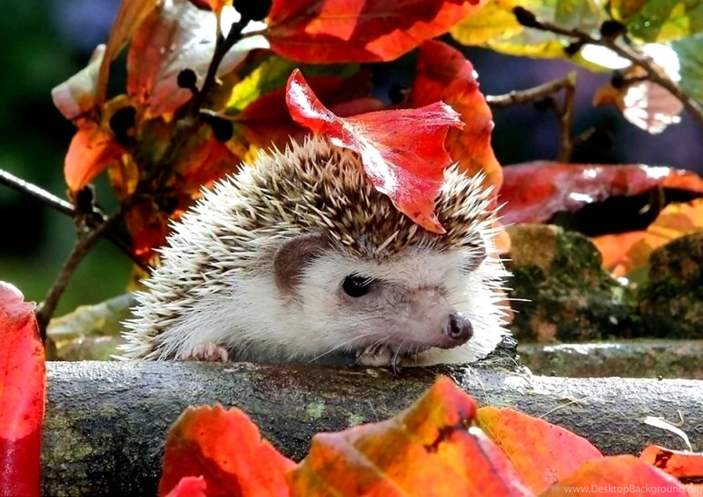 Hedgehog Computer Wallpapers, Desktop Backgrounds