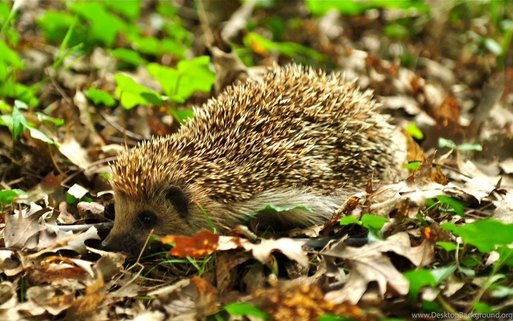 75 Hedgehog HD Wallpapers
