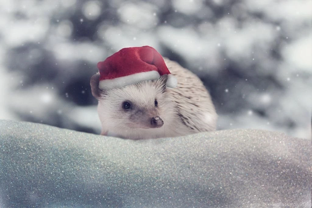 Christmas Hedgehog Wallpapers By Mzenun On DeviantArt