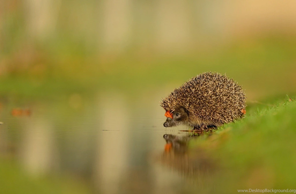 Hedgehog Wallpapers