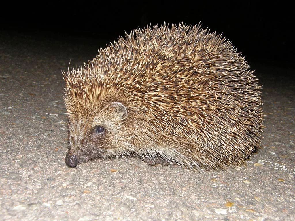 Hedgehog Wallpapers Animals Town