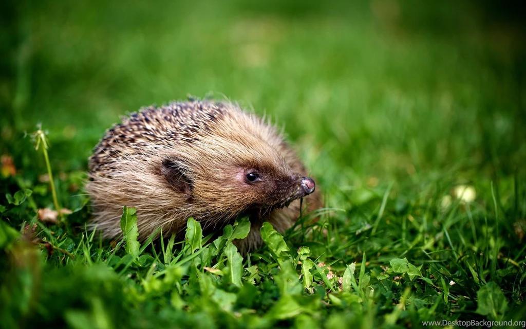 Hedgehog Computer Wallpapers, Desktop Backgrounds