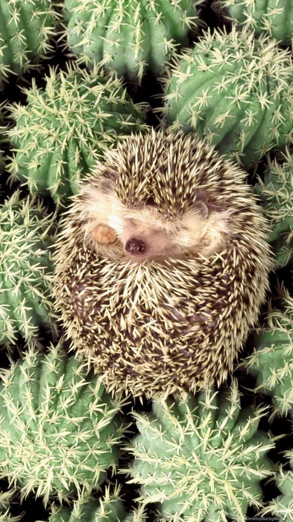 Download Wallpapers 1080x1920 Hedgehog, Cactus, Spines, Lie Sony ...