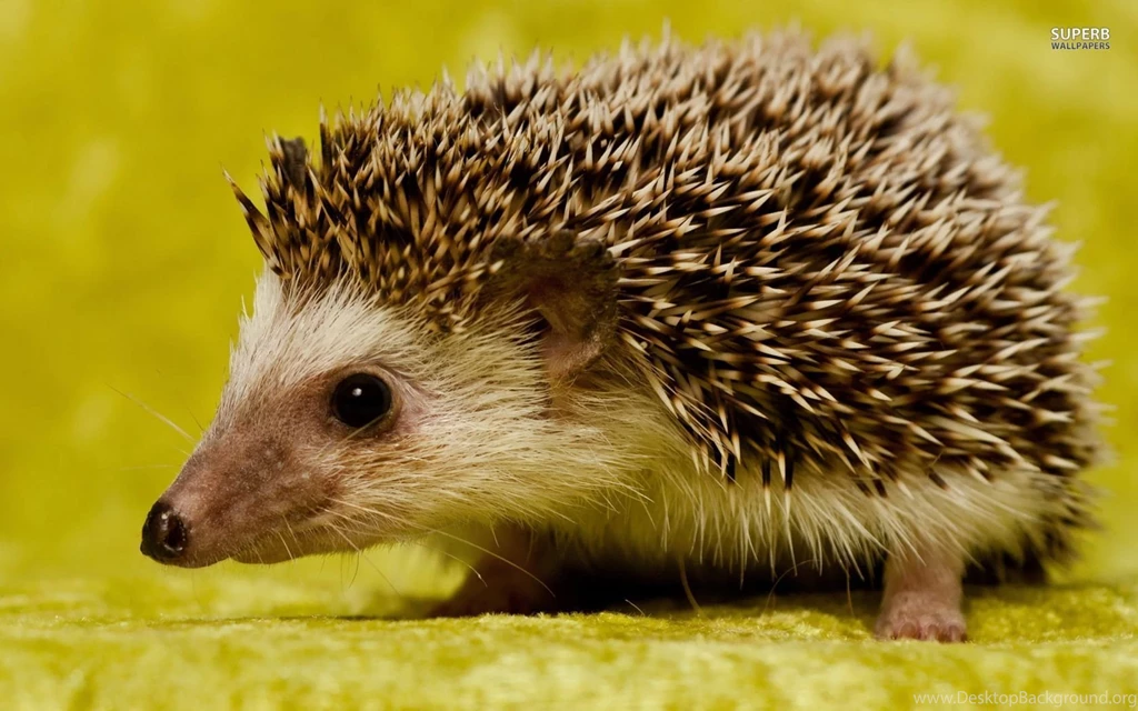 Hedgehog Wallpapers Animal Wallpapers