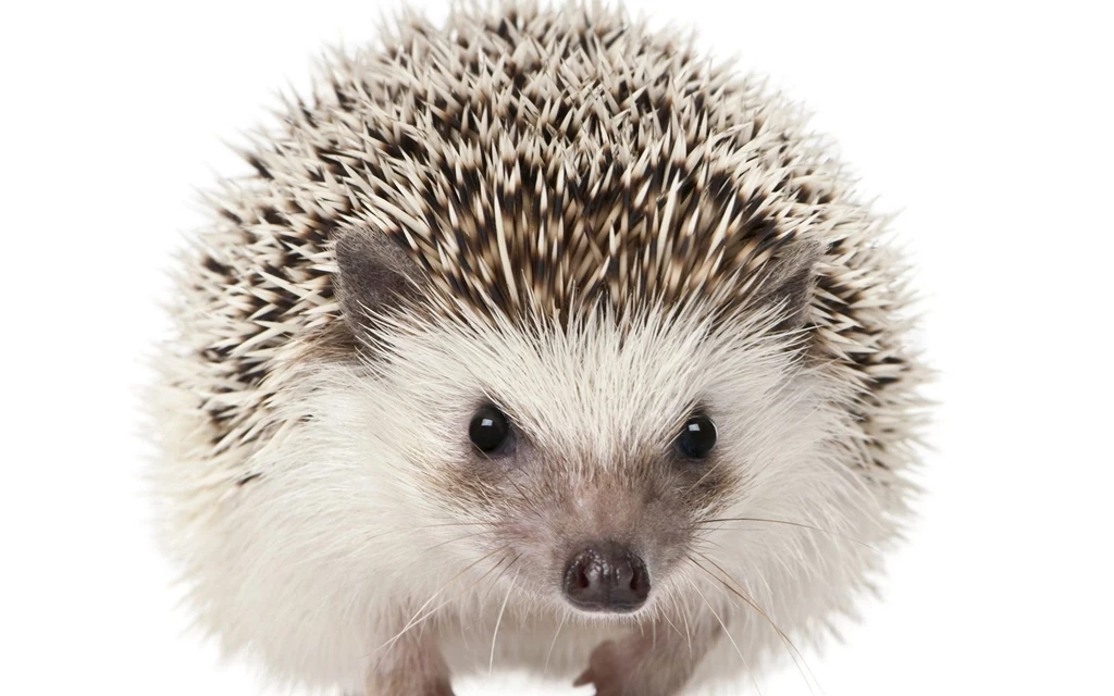 Hedgehog 1366x768px