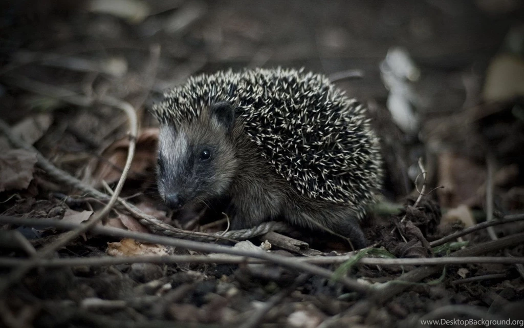 Escaping The Hedgehog Wallpapers And Images Wallpapers, Pictures ...