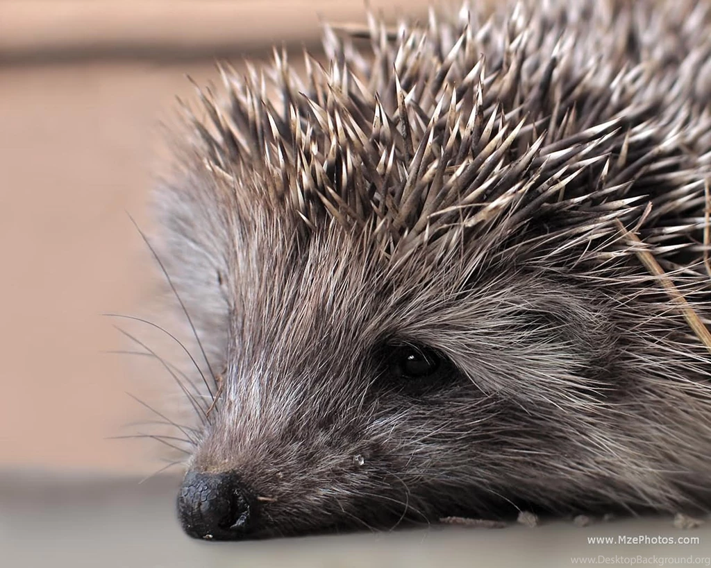 Hd Hedgehog Wallpapers