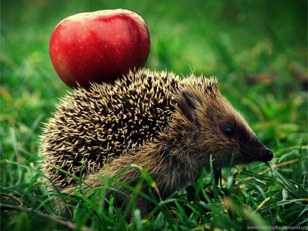Download Funny Hedgehog Cute Animal Wallpapers Free