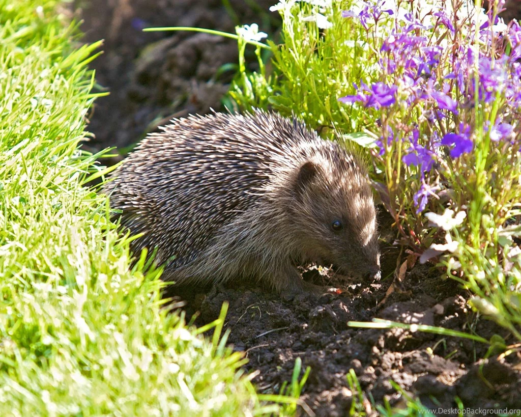 Free Hedgehog Wallpapers Download Animals Town
