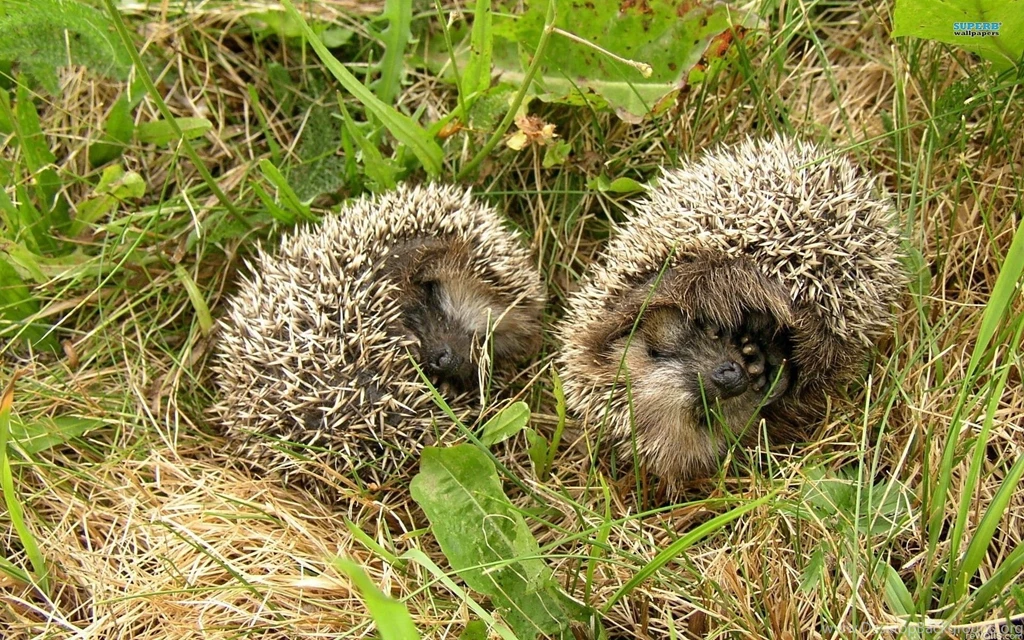 Hedgehogs Wallpapers Funny Wallpapers