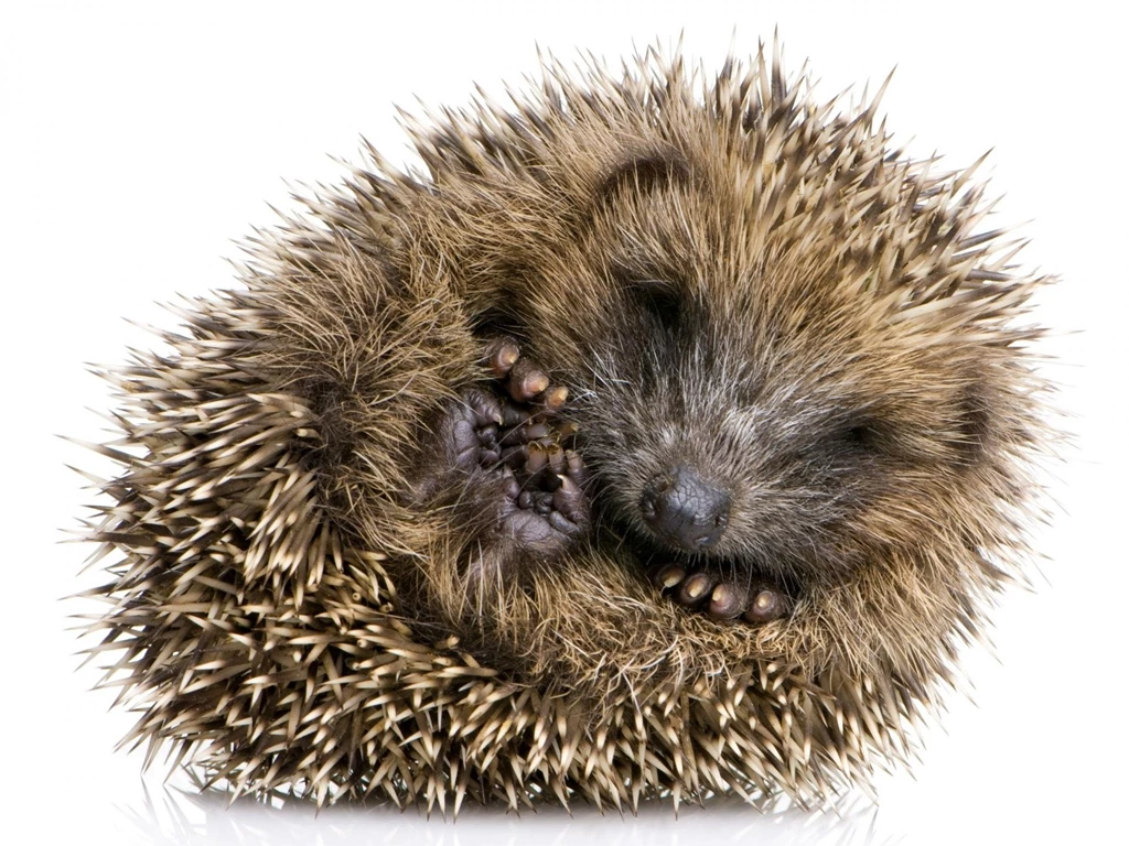 Cute Hedgehog >> HD Wallpaper, Get It Now!