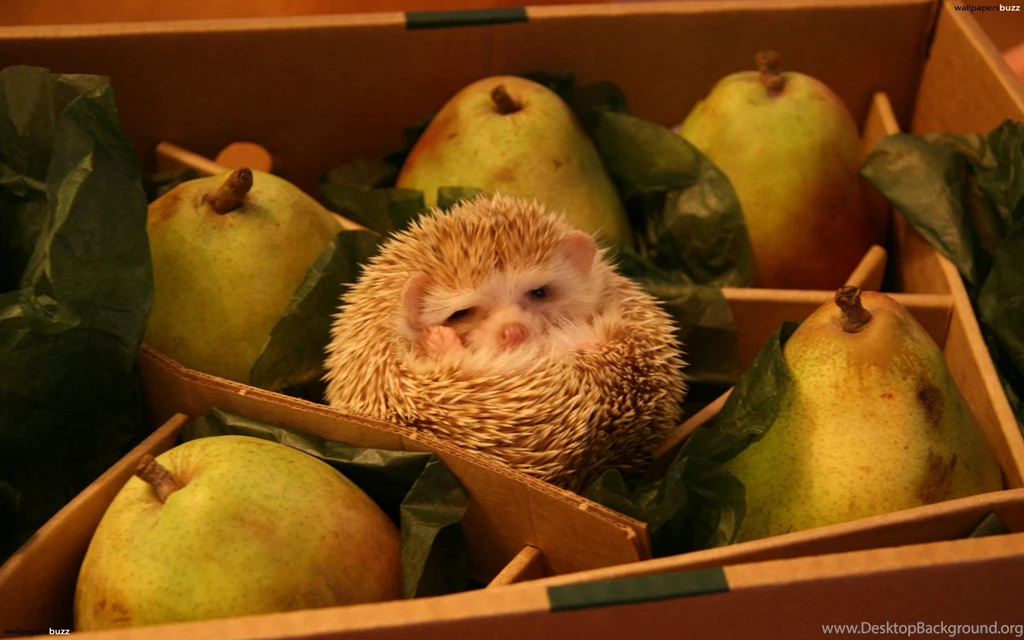 B_a hedgehog and pears.jpg