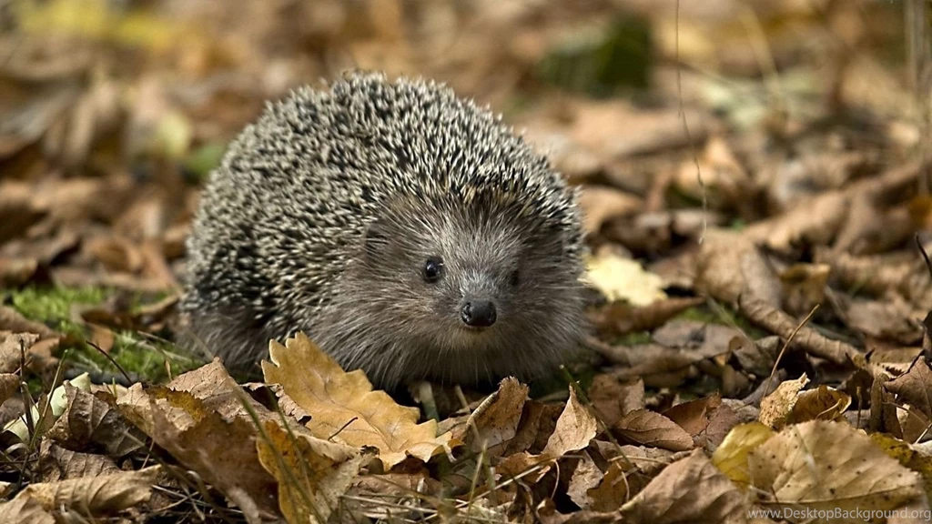 Hedgehog In The Foliage Widescreen Wallpapers