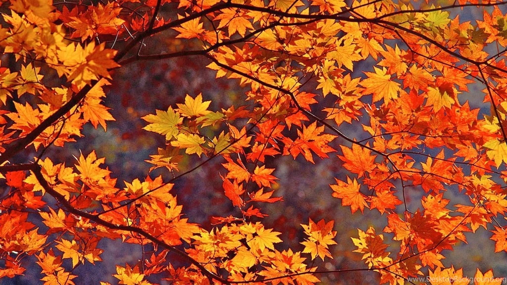 Fall Leaves Wallpapers