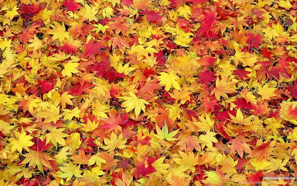 Fall Foliage Wallpapers For Desktop