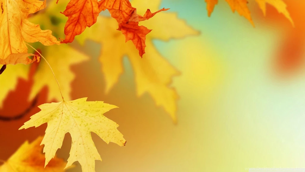 Fall Leaves Wallpapers Widescreen
