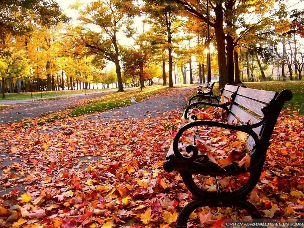 Fall Leaves Wallpapers 2 Crazy Frankenstein