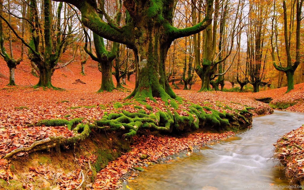 Download Fall Leaves Wallpapers For Iphone