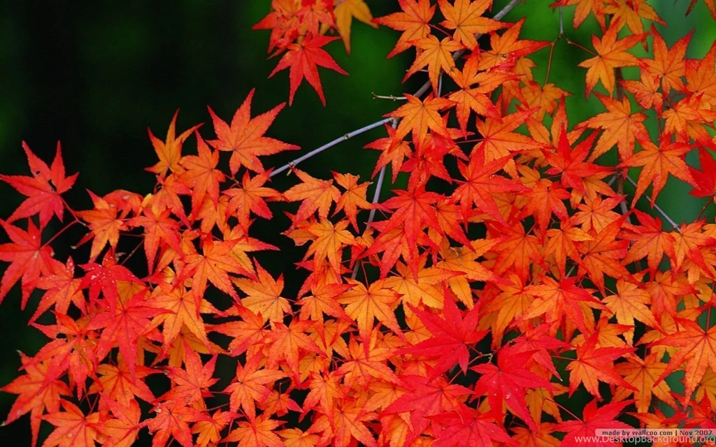 Fall Leaves Wallpapers Vivid Foliage Wallpapers 1440x900 NO.30 ...