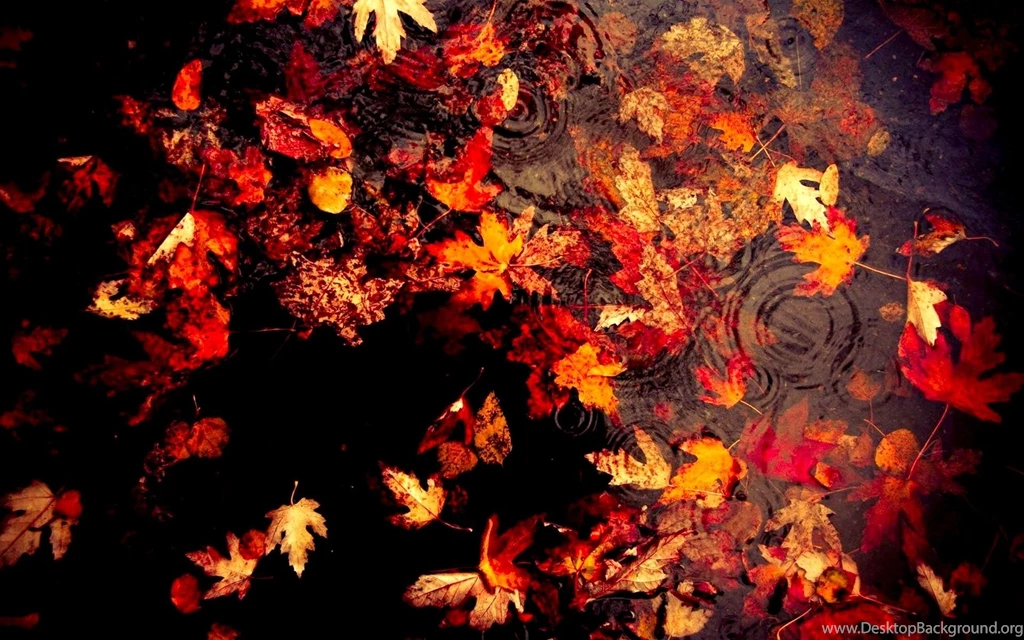 Fall Leaves Wallpapers Hd