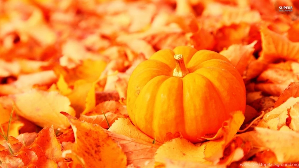 Ladybug On Autumn Leaves Wallpapers Photography Wallpapers