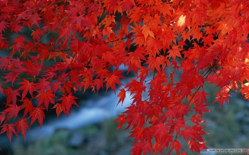 Fall Leaves Wallpapers Vivid Foliage Wallpapers 1440x900 NO.2 ...