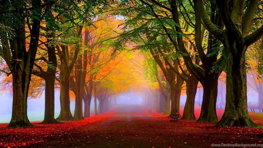 HD Backgrounds Forest Trees Fog Fall Leaves Wallpapers
