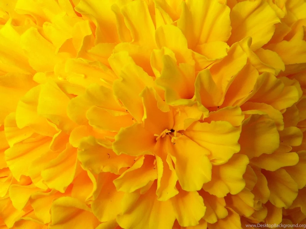Yellow Flower HQ Wallpapers