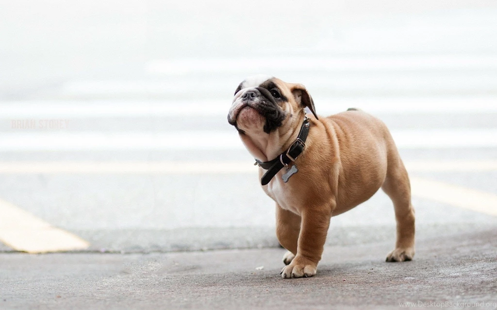 Puppy Wallpapers Hd Jpg PowerballForLife