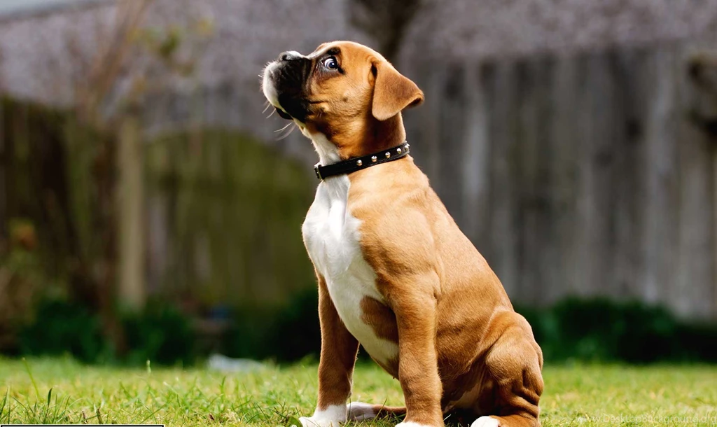 Boxer Dog HD Wallpaper, Boxer Dog Images, New Wallpapers