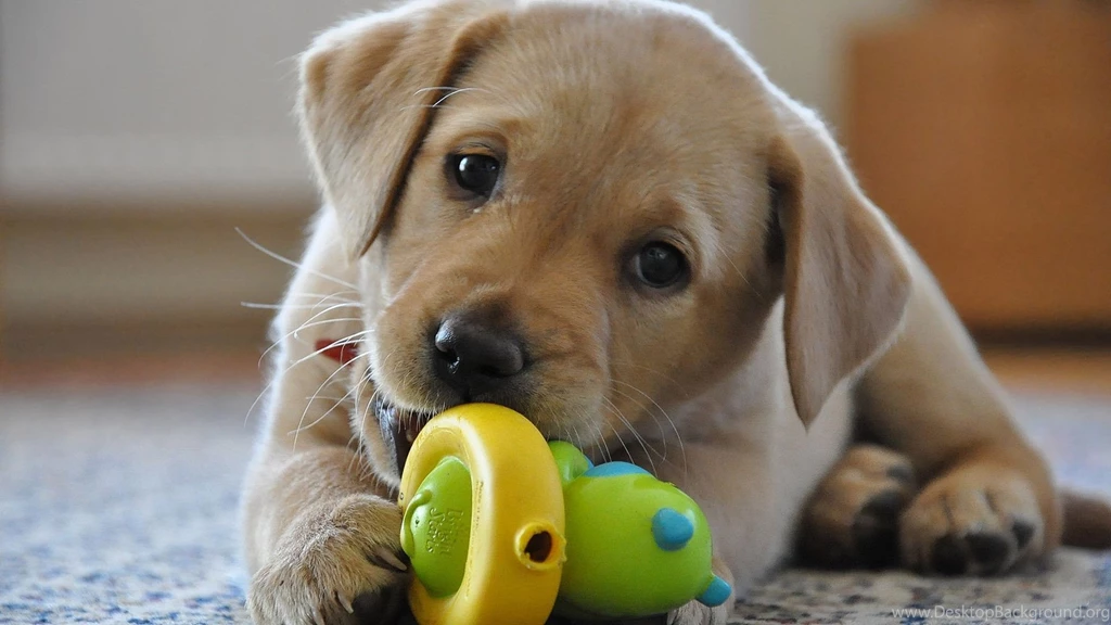 Hd Puppy Live Wallpapers Free Download