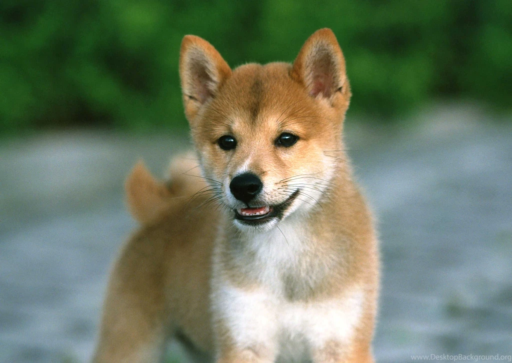 Free Download Shiba Inu Puppies Wallpapers HD