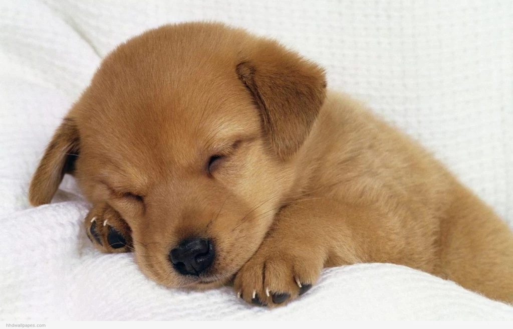 Cute Puppy