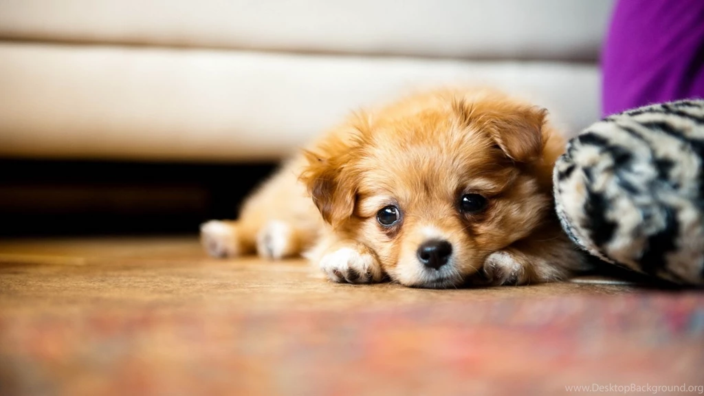 HD Quality Cute Dog Puppies 5 Animals HD Wallpapers SiWallpapers 2446
