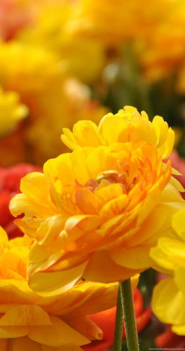 Beautiful Flowers Wallpapers Pictures PC Full HD Wallpapers ...
