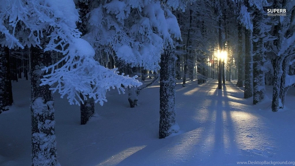Winter Sunshine Through The Trees Wallpapers Photography ...