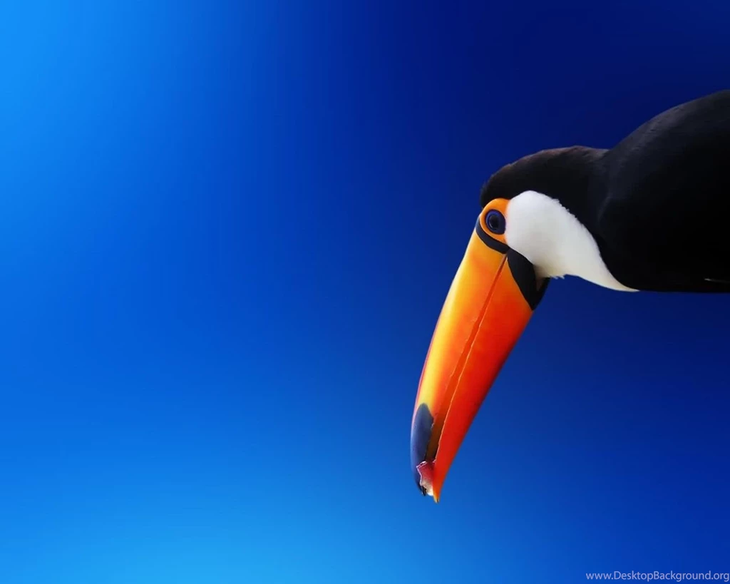 1280x1024 High Contrast Bird Desktop PC And Mac Wallpapers
