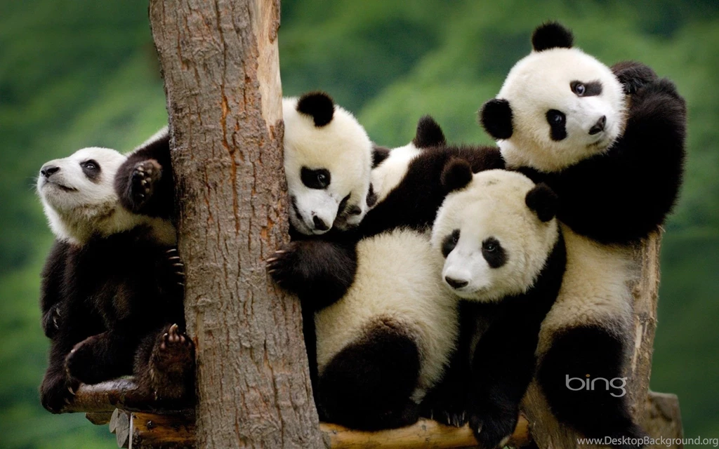 Panda Wallpapers