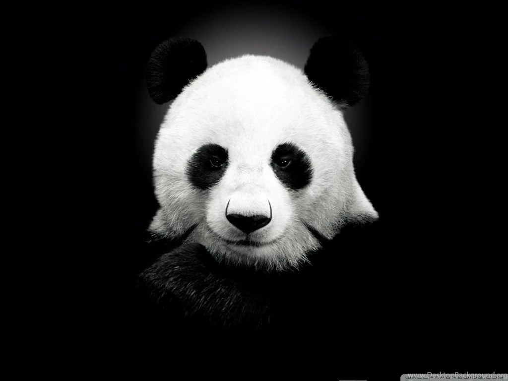 Panda Bear HD Desktop Wallpapers : High Definition : Fullscreen ...