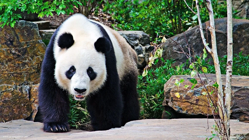Panda bear wallpaper.jpg