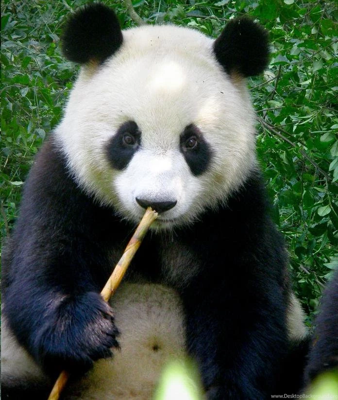 Panda Bear Wallpapers 1920x1200px