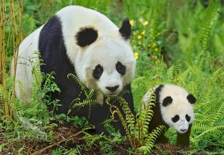 Lovable Panda Bear HD Wallpapers Free Download