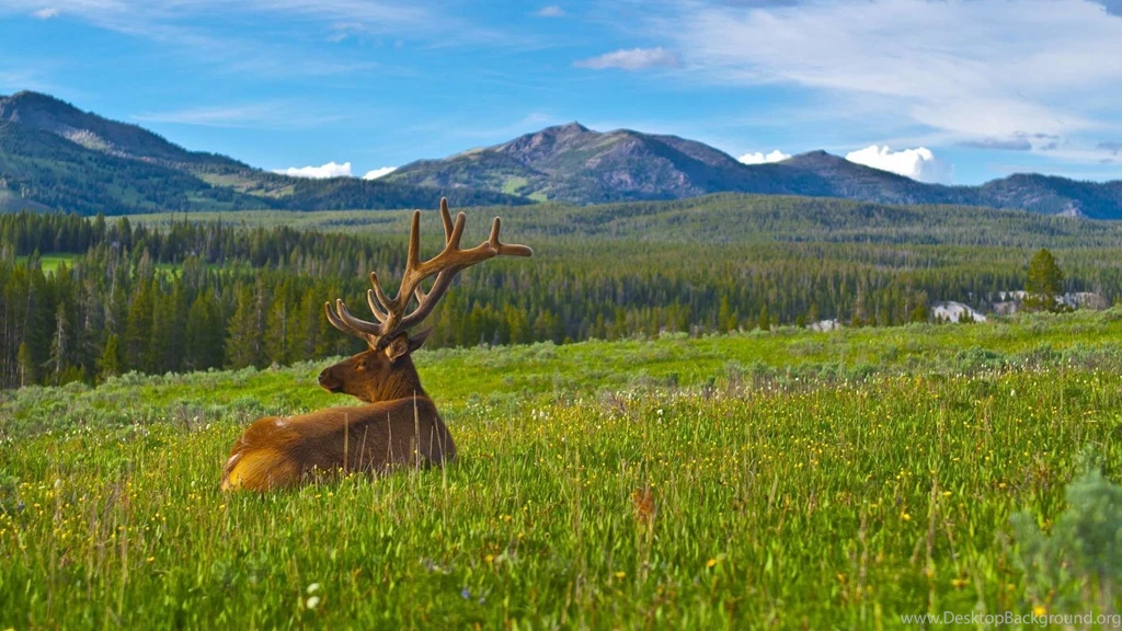 Download Wallpapers 1920x1080 Deer, Antlers, Grass, Mountains ...