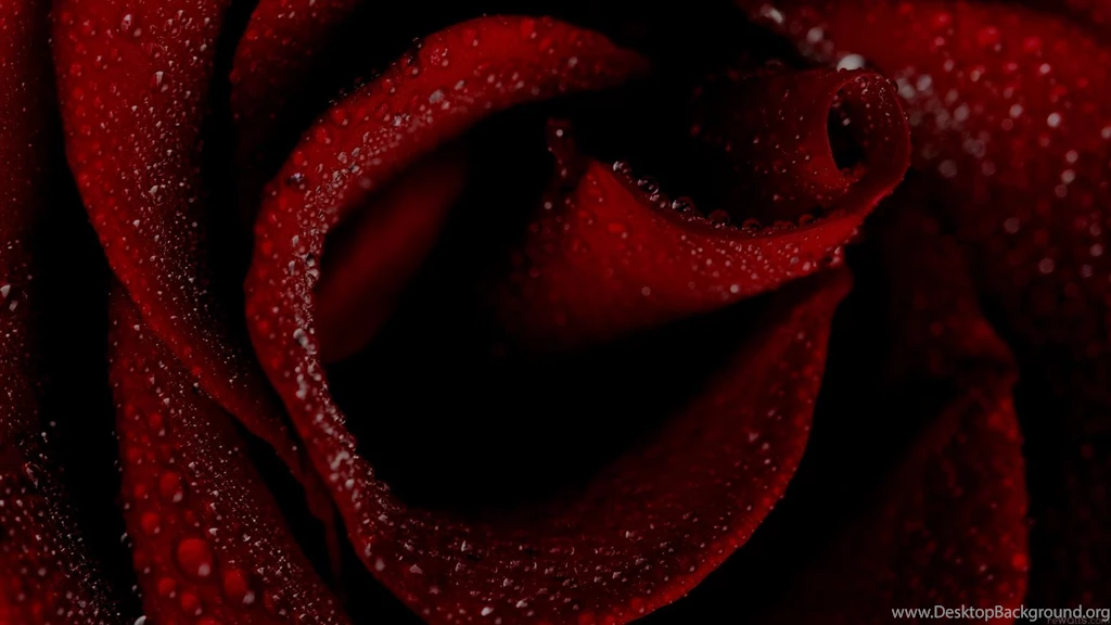Dark Red Rose Wallpapers Kpckwbz