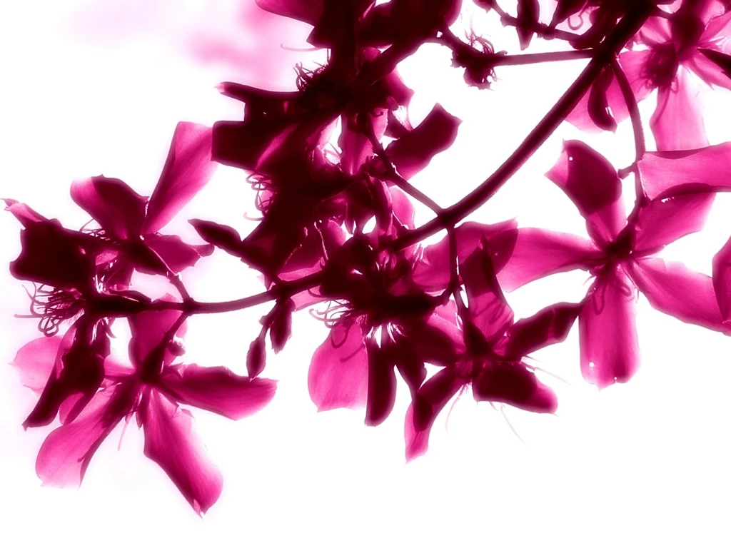 Beautiful Bright Flowers Wallpapers