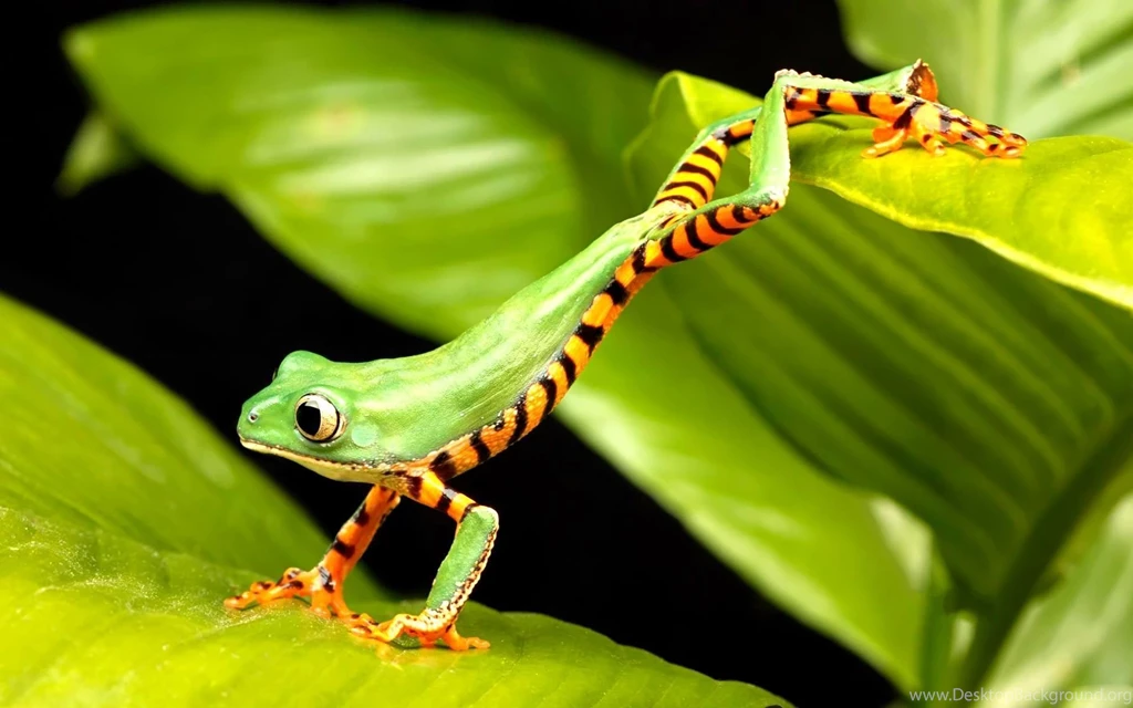 Frog Desktop Wallpaper, Frog Photos, New Wallpapers