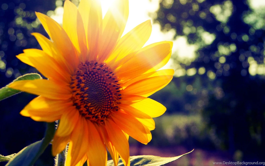 Ultra HD 4K Sunshine Wallpapers HD, Desktop Backgrounds 3840x2400
