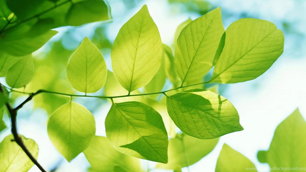 Desktop Wallpapers · Gallery · Computers · Green Leaves HD ...
