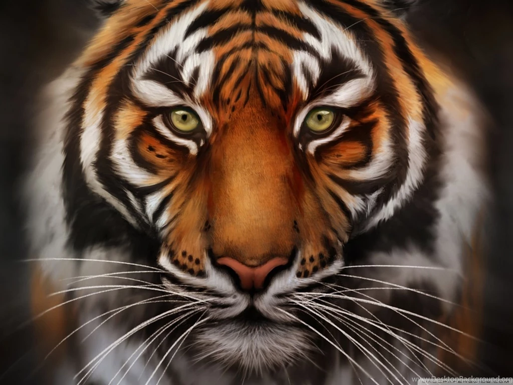 Tiger Face   Wallpaper.